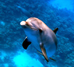 Ist direkt auf uns zu geschwommen