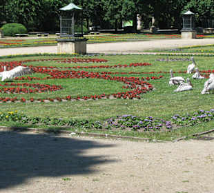 Pelikane
