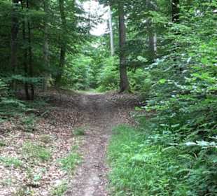 Wanderweg - Alter Steinbruch Pfaffenberg Runde