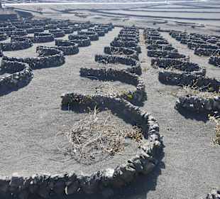 Weinfelder in La Geria 