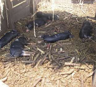 Den Ferckeln gehts gut