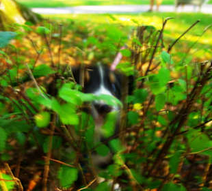 Da spitzt ein Hund hervor