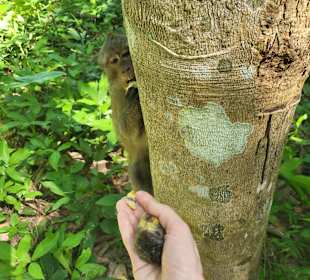 Kleine Dschungeltour 