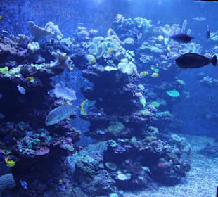 Aquarium
