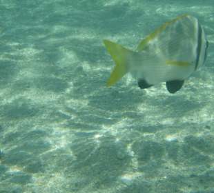 Hotel Sea Life Resort