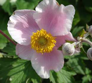 Eindrücke vom Rundgang durch den Park der Gärten