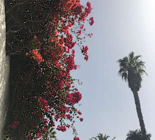 Botanischer Garten Puerto de la Cruz