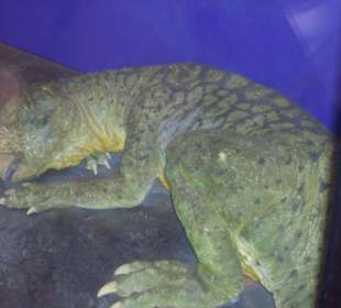 Ein kleines Saurierbaby