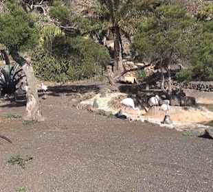 Guinitate Tropical Park