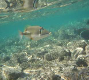 Rotmeerpicassodrücker