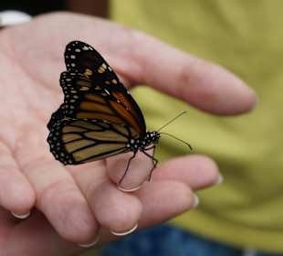 Im Schmetterlingsgarten