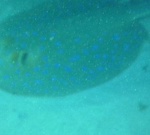 Abu Dabab Blaupunktrochen