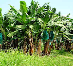 Blick in die Bananenfelder