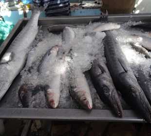 Auf dem Fischmarkt unterwegs