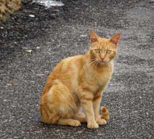 Rundgang durch die Altstadt von Orosei