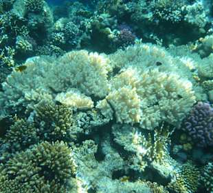 Korallengarten