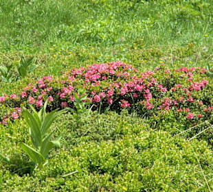 Alpenrosen
