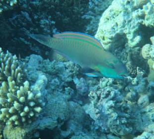 Hausriff Arabia Azur Resort