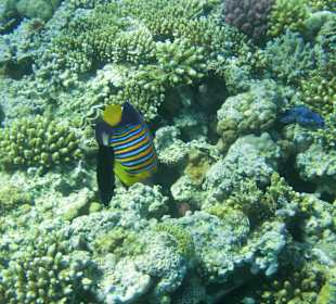 Auch Fische haben Hunger