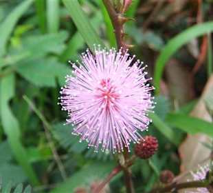 Mimose - Geführte Touren Astrid Tours Sri Lanka