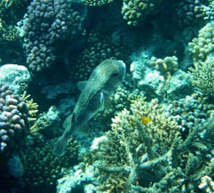 Hausriff Arabia Azur