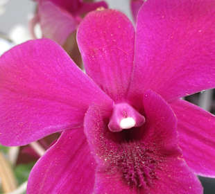 Orchidee