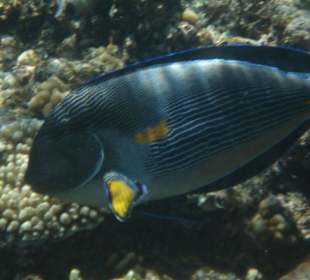 Sohal Doktorfisch am Riff