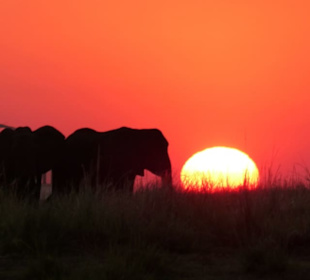 Sonnenuntergang im Chobe