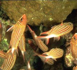 Tauchen & Schnorcheln Hausriff Hurghada-Amy Reisen