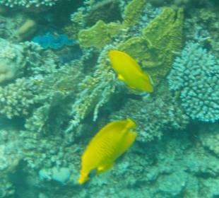 Schnorcheln Abu Dabab