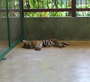 Baby tiger sleeping