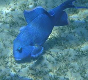 Schnorcheln Sahl Hasheesh