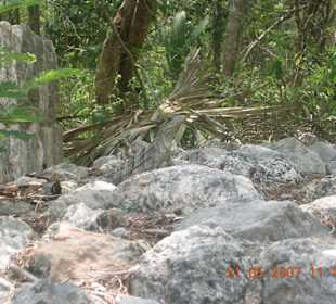 Diese Tierchen lauern überall