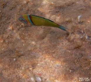 Schnorcheln Faliraki