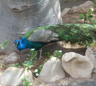 Botanischer Garten Viveiro