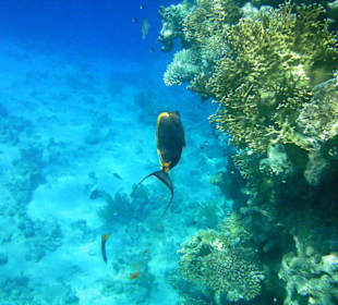 Unterwasserwelt Hotel Sharm Plaza