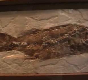 Naturhistorisches Museum