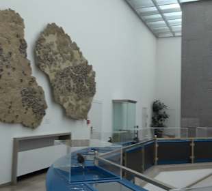 Staatliches Naturkunde Museum