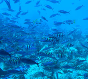 Schnorcheln Hurghada