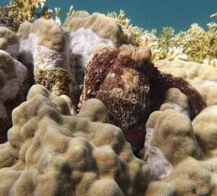 Oktopus am Hotel Utopia Beach Club