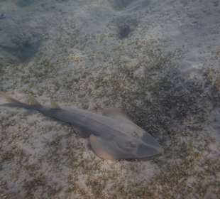 Geigenrochen in der Lagune