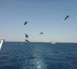 Schnorcheln Hurghada