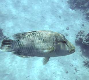 Schnorcheln Sharm el Sheikh