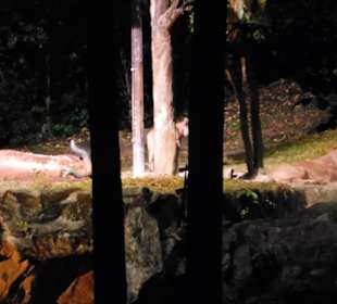 Löwe bei der Night Safari