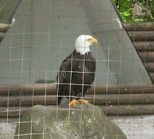 Weißkopfseeadler Sam