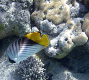 Fähnchenfalterfisch