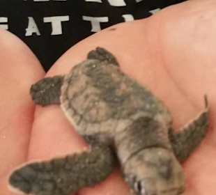 Projekt Schildkröten