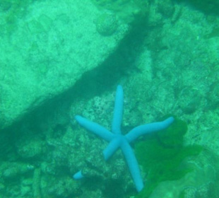 Blauer Seestern