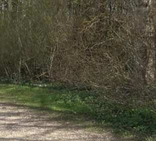 Arboretum