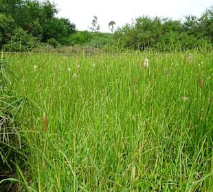Schilfgürtel im Jardin d´Eden